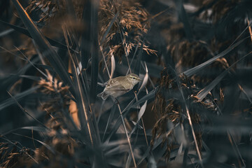 A Chiffchaff (Phylloscopus Collybita) In Reed (Phragmites Australis)