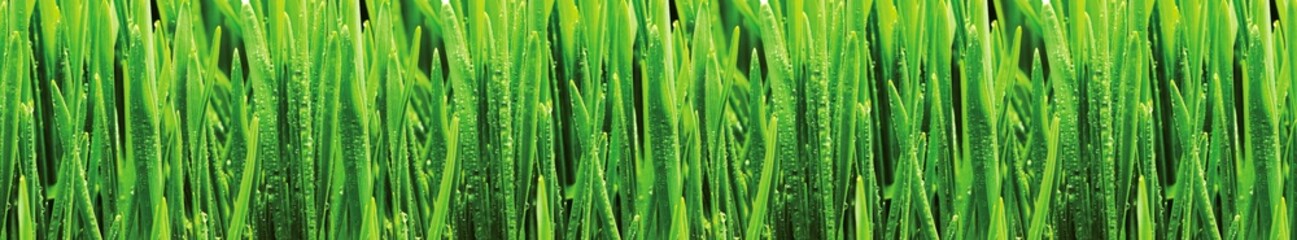 Fototapeta premium Fresh green grass border with water drops on blades close up nature background