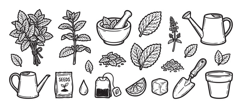Collection of hand-drawn mint illustrations and gardening icons including a plant, leaves, tea bag, seeds, and tools in a black and white sketch style for herbal concepts