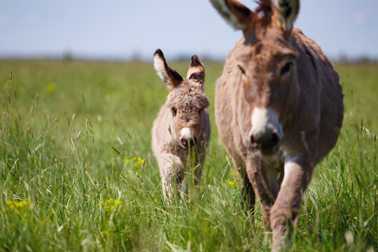 Natural outdoor scene of a mother donkey walking together with her young foal through a green meadow.
