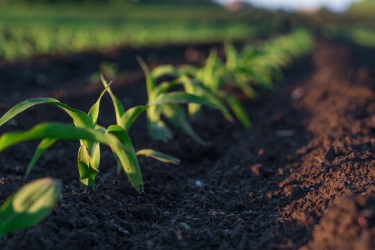 Growth of corn sprouts in a field under natural light during daytime