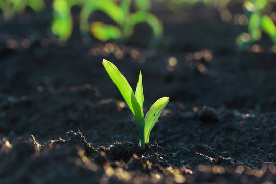 Corn sprout grows in soil on a sunny day in a field of young maize plants