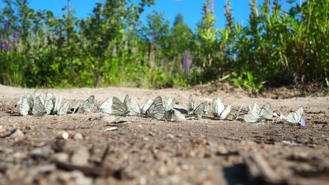 Aporia Crataegi, Black-Veined White, Large Butterfly of Family Pieridae, Is Widespread and Common. Upperside of Both Forewings and Hindwings Is Translucent White Boldly Veined with Black. Karelia.