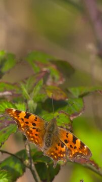 Orange comma butterfly blown by wind close up