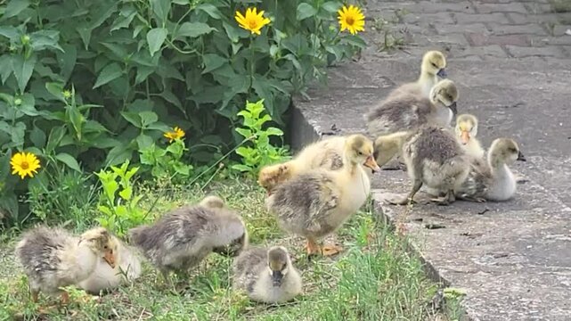 Babies ducklings waddling and exploring a garden with sunflowers during the daytime in a quiet outdoor setting
