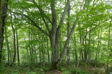 森の風景撮影地北海道　