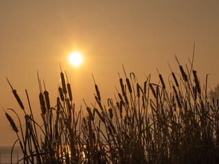Golden sunset over a lake with silhouetted reeds and cattails, warm backlight and calm atmosphere creating a peaceful natural background with copy space and minimal composition