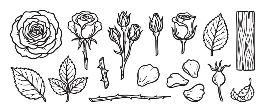 Hand-drawn set of rose flower elements including blooms, buds, leaves, thorny stems, petals, and rosehips in a black and white vintage woodcut illustration style for design