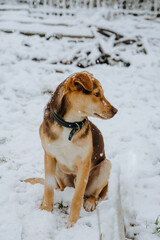 A ginger dog sits in the snow and looks to the right. A mongrel and domestic dog from a shelter in the courtyard of the house. Vertical photo.