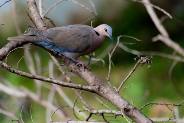 Obraz premium Eurasian Collared Dove perched on a branch