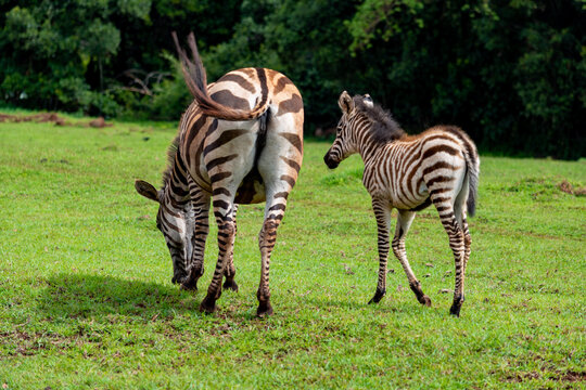 Mother Zebra Grazing with Foal at Mount Elgon National Park, Trans Nzoia, Kenya