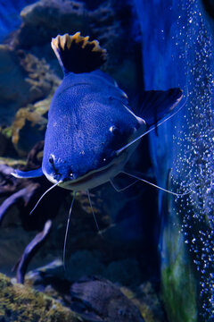 Phractocephalus hemioliopterus, redtail catfish, fish in the ocean, fish in the aquarium. Marine fish