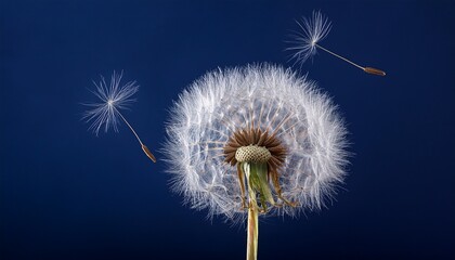 delicate dandelion seed head with fine white hairs against a dark blue background