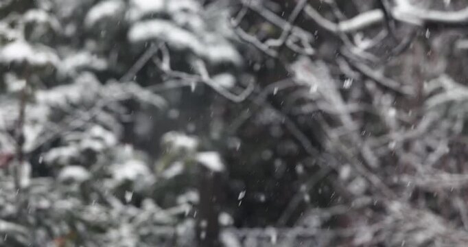 Falling snow trees in the background