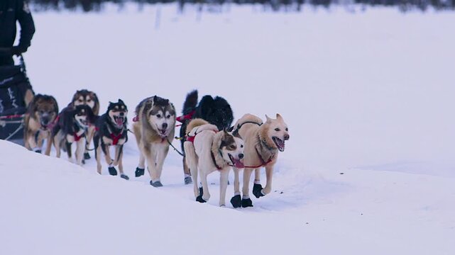 Iditarod sled dog team running in the snow