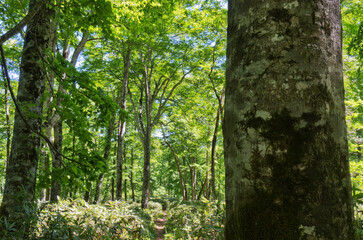 森の風景撮影地北海道　天然記念物歌才ブナ林