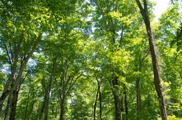 Obraz premium 森の風景撮影地北海道 天然記念物歌才ブナ林