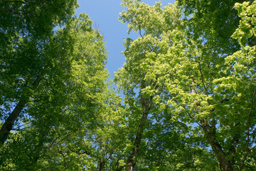 森の風景撮影地北海道　天然記念物歌才ブナ林