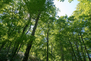 Obraz premium 森の風景撮影地北海道 天然記念物歌才ブナ林