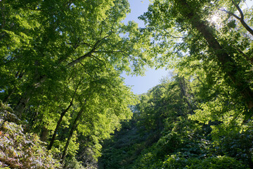 森の風景撮影地北海道　天然記念物歌才ブナ林