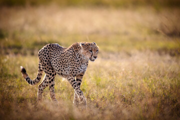 Cheetah (Acinonyx Jubatus) walking on grassland in Wildlife Reserve Maasai Mara in Kenya © Budimir Jevtic