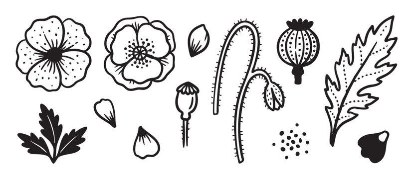 Hand drawn poppy flower elements set with blossoms, seed pods, stems, and leaves in a black and white doodle style, a botanical collection for decorative design