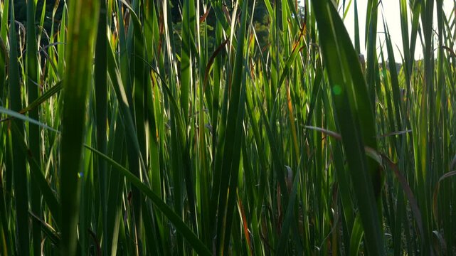 More green cattail leaves gently moving in warm evening light. Royal Botanical Garden, Burlington, Ontario.