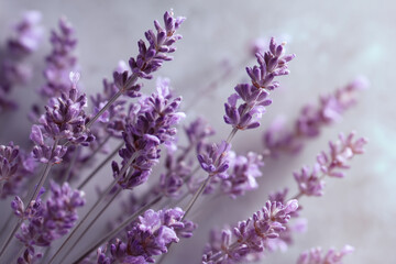 Obraz premium Soft Purple Lavender Sprigs on Neutral Background - Calming Botanical Wellness Imagery