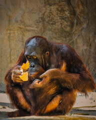 A large orangutan is eating a piece of fruit