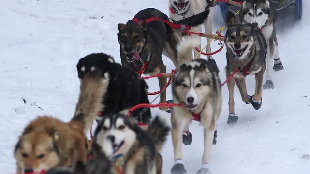 sled dogs in snow