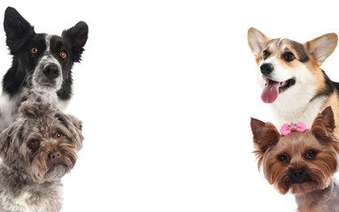 Adorable dogs of different breeds isolated on white