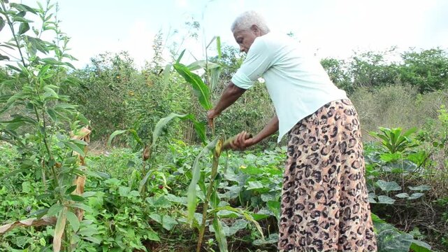 A Senior Woman Harvesting Corn