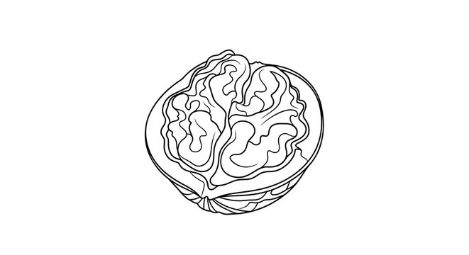 Hand Drawn Illustration of a Walnut.