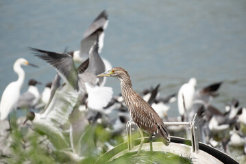 Black Crowned Night Heron