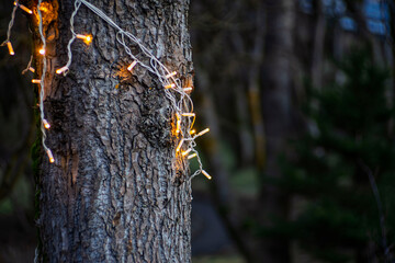 Festive warm string lights wrapped around a tree trunk in a dark evening garden with soft bokeh background