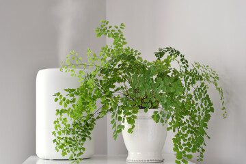 Humidifier placed next to a healthy green maidenhair fern houseplant in a home interior, showing indoor plant care, humidity, and healthy living environment
