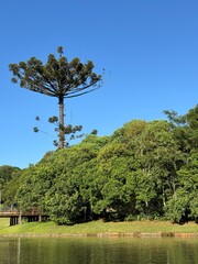 Obraz premium pinha pinheiro arvore nativa do paraná 