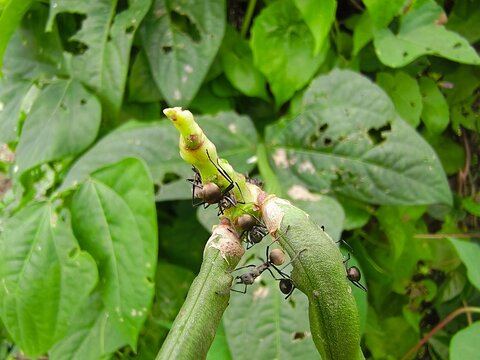 Close-up of black ants (Polyrhachis) on the fruit of a long bean plant (Vigna unguiculata subsp. sesquipedalis), showcasing insect interaction in a tropical agricultural environment