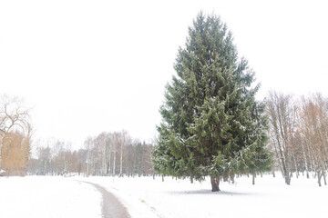 Cold snowy weather. Winter city park with snow covered ground, paths, trees and benches.