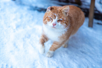 Ginger cat in the snow. Ginger cat.