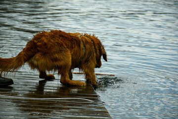 a large, furry dog, likely a Golden Retriever, playing  in the water