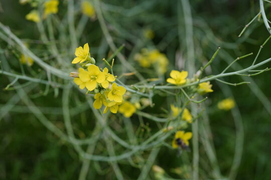 Diplotaxis tenuifolia (perennial wild rocket) showing its slender; serrated green leaves in a natural; garden.