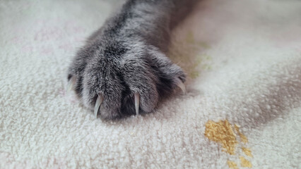 Close-up of a purebred male Chartreux cat paw with sharp extended claws A detailed macro shot of the powerful paw of a male Chartreux cat, showcasing the breed's signature blue-grey fur.