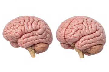 Human brain models displaying anatomy and structure illustrating intelligence, mind, and neuroscience concept