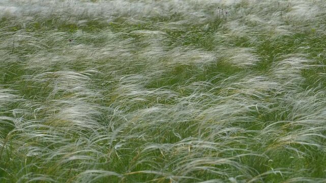 Feather grass swaying in the wind, slow motion