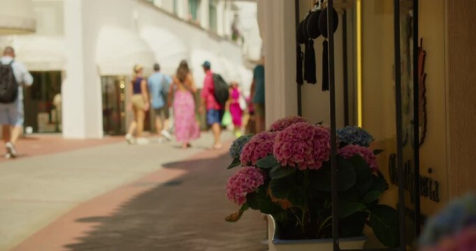 Hydrangea flowers sit beside a busy summer street Via Camerelle in Capri Italy
