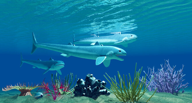 Cladoselache Ocean Shark - Cladoselache is one of the first primitive predatory sharks that lived in the seas of North America in the Devonian Period.