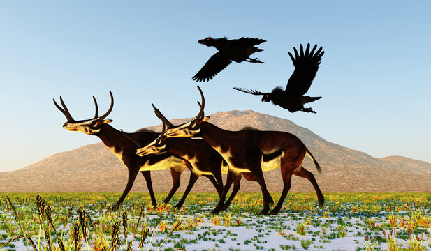 Kyptoceras and Teratorn Birds - Two Teratorn birds fly over a herd of Kyptoceras animals during the Pleistocene Period.