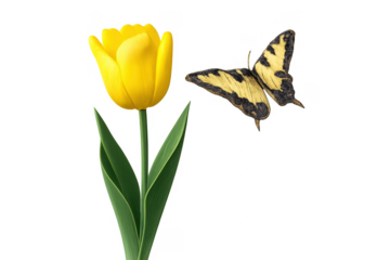 Yellow tulip and black swallowtail butterfly flying isolated