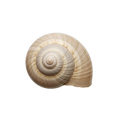Perfectly formed, empty snail shell, clean, crisp texture, studio light, subtle rim light. Ideal for natural history, marine biology, eco-design, spring themes, or minimalist branding.
